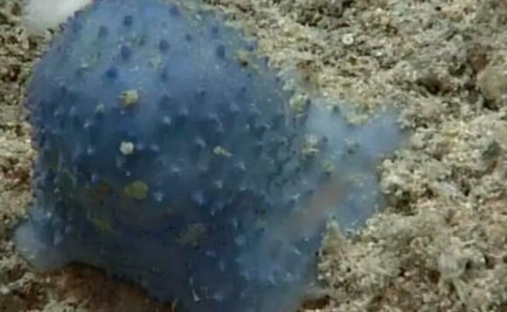 Биологи обнаружили удивительное явление. Странные существа в океане. Огромные морские существа. Карибская морская губка. Голубая Шипастая на дне моря.
