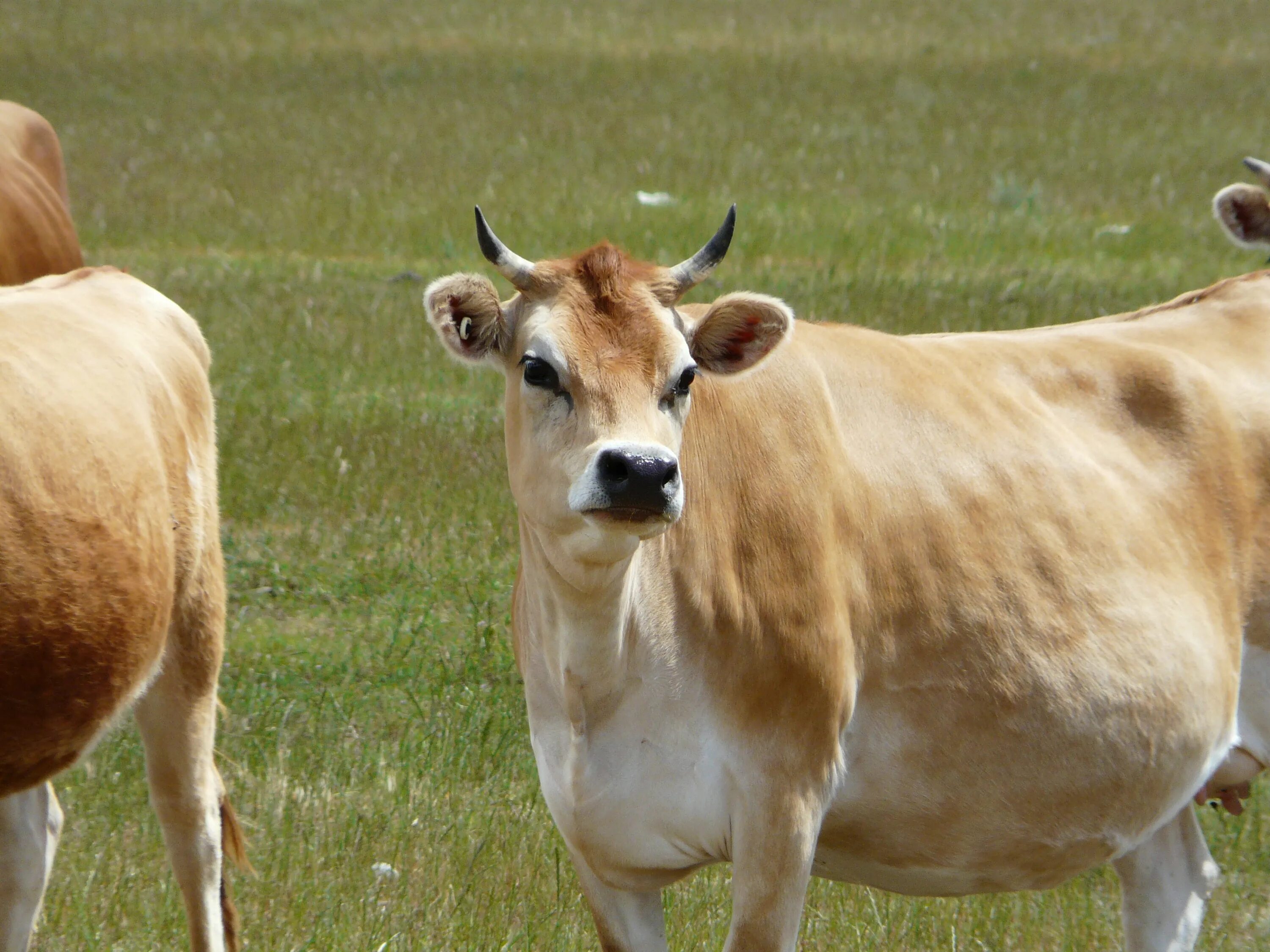 Породы коров с фото. Джерсейская. обрак порода коров. джерсейская порода / jersey cattle. шевроле порода коров.