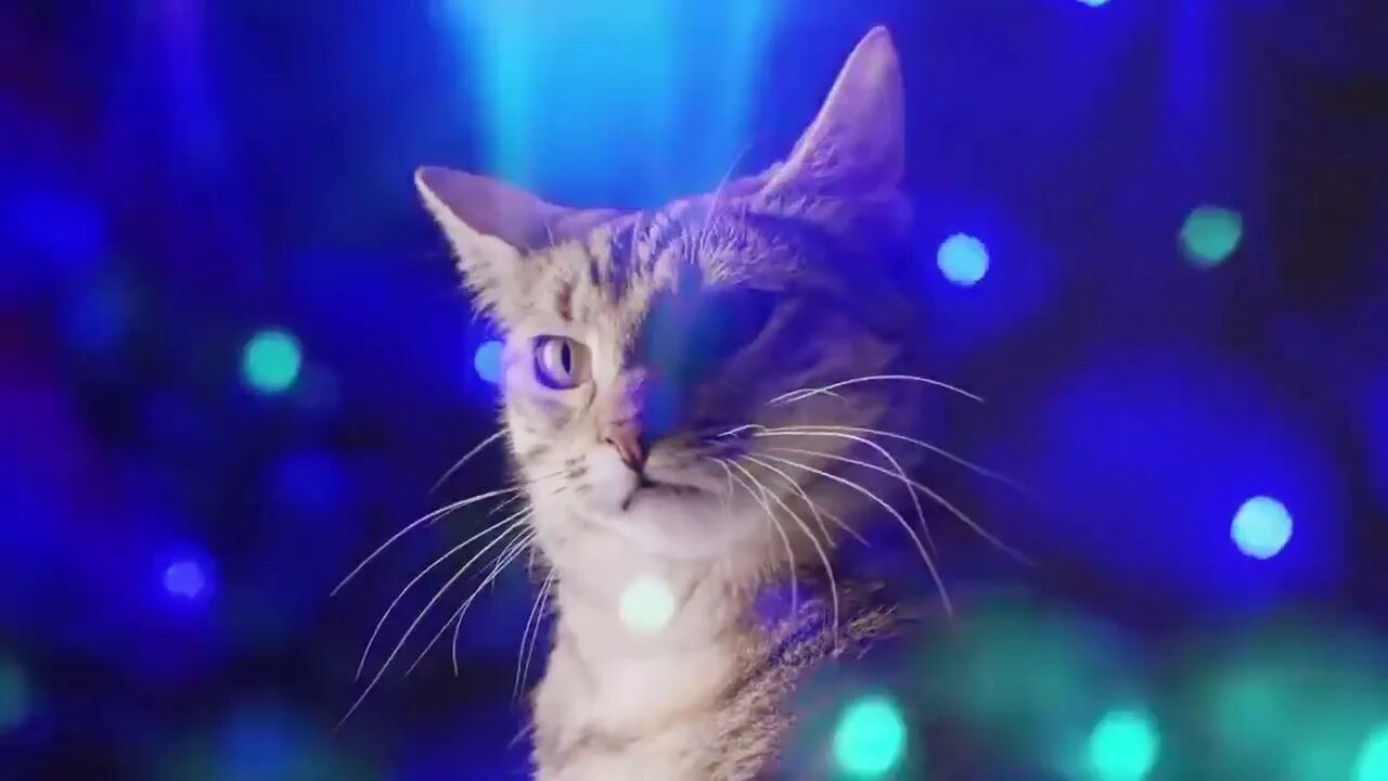 Песня кошечка видео. Котята в космосе поют. Сарпер думан и его кошки. Котята поют. Песенка кошки перед сном.