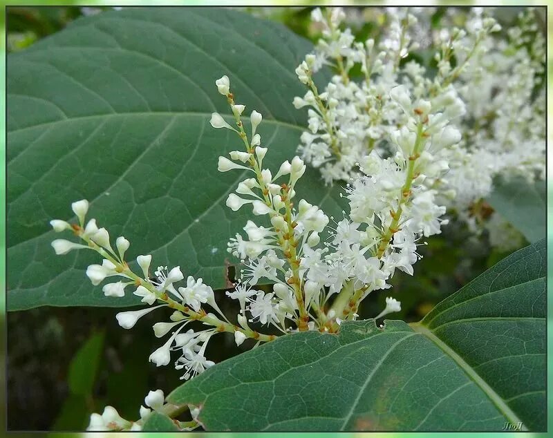 Горец лист. Горец водяной. Рейнутрия сахалинская гречиха reynoutria. Горец перечный. Трава горца почечуйного фармакогнозия.