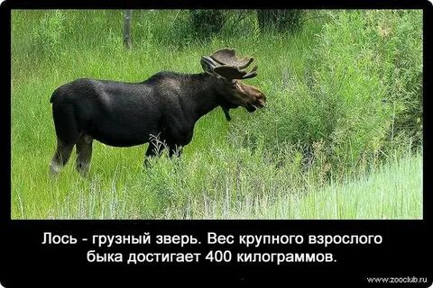 Вес лося взрослого в среднем
