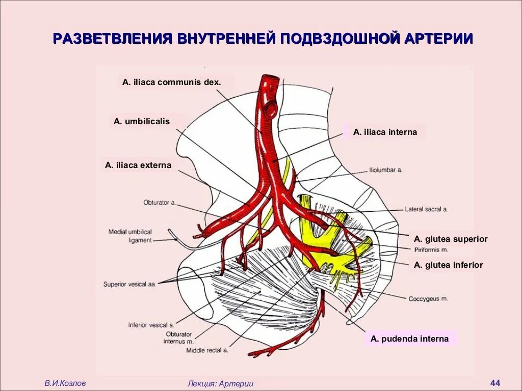 Ветви внутренней подвздошной артерии схема. Внутренняя подвздошная артерия схема. Ветви наружной подвздошной артерии схема. Париетальные ветви внутренней подвздошной артерии.