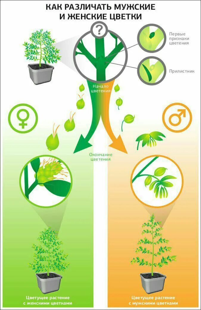 Как отличить мужское. Мужские и женские растения конопли. Мужские и женские растения канаюиса. Женское растение конопли. Мужское растение марихуаны.