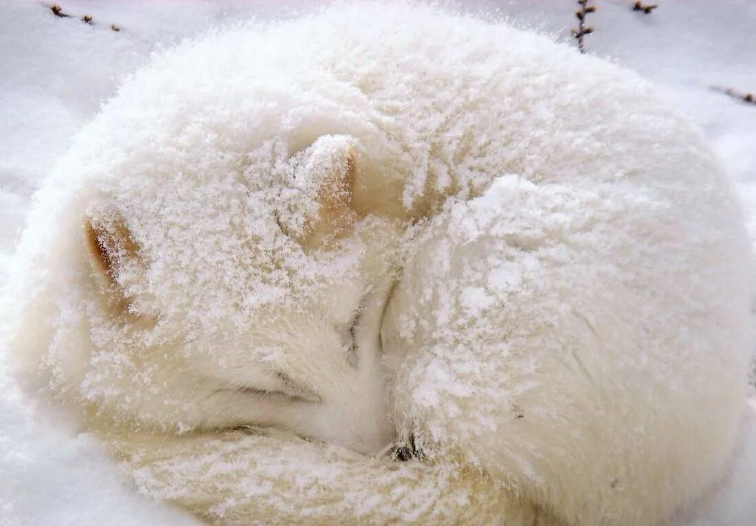 Пряжа ангора пушистая. Шерсть зимой. Шерсть зимой. Зимний пейзаж шерстью. Картины из шерсти зимние.