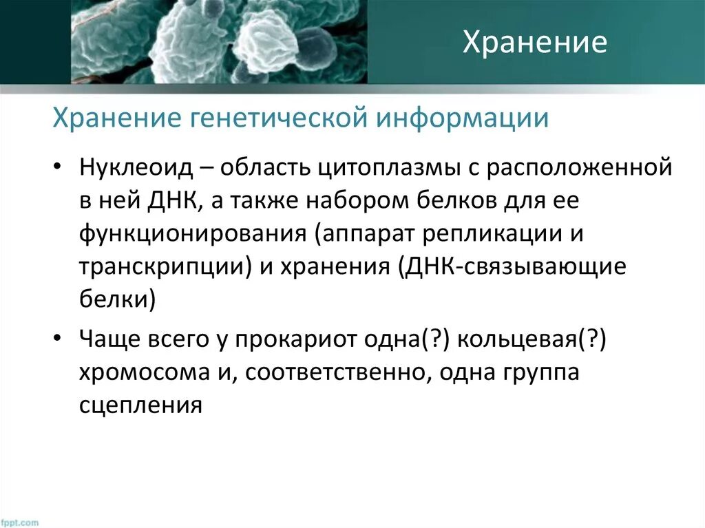 Бактерии Bradyrhizobium japonicum. Штаммы клубеньковых бактерий. Рода Bradyrhizobium. Генетика микроорганизмов презентация.