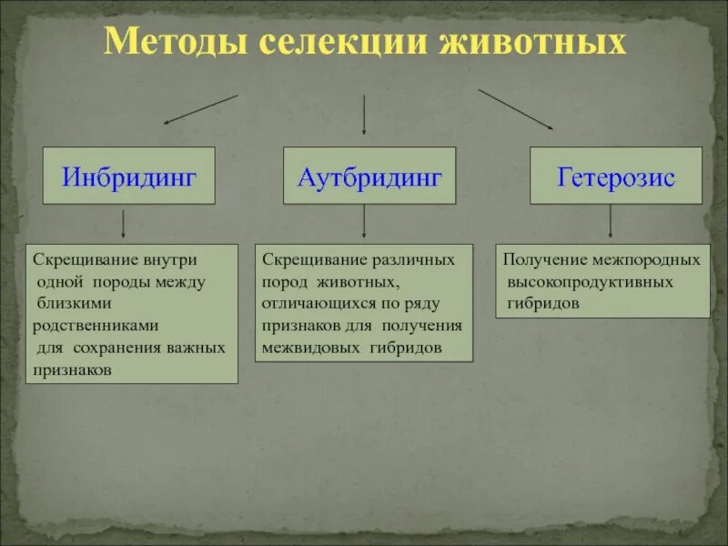 Методы селекции растений животных и микроорганизмов таблица. Методы селекции (аутбридинг, инбридинг, отбор).. Основные методы селекции животных аутбридинг. Основные методы селекции растений и животных таблица 11 класс. Инбридинг 2 аутбридинг