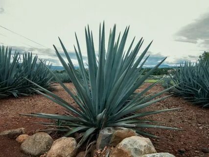Agave