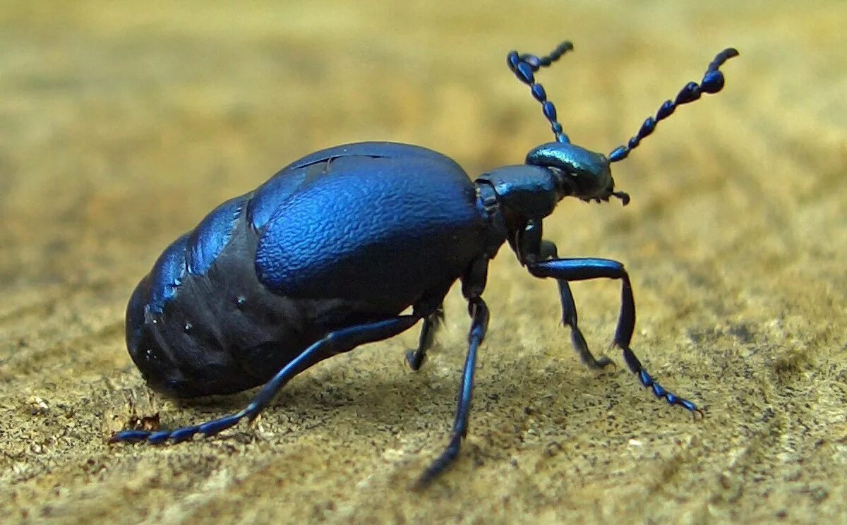 Большие жуки насекомые. Жук  Meloe violaceus. Жук нарывник синий. Бронзовка Жук фиолетовый. Жужелица синяя.