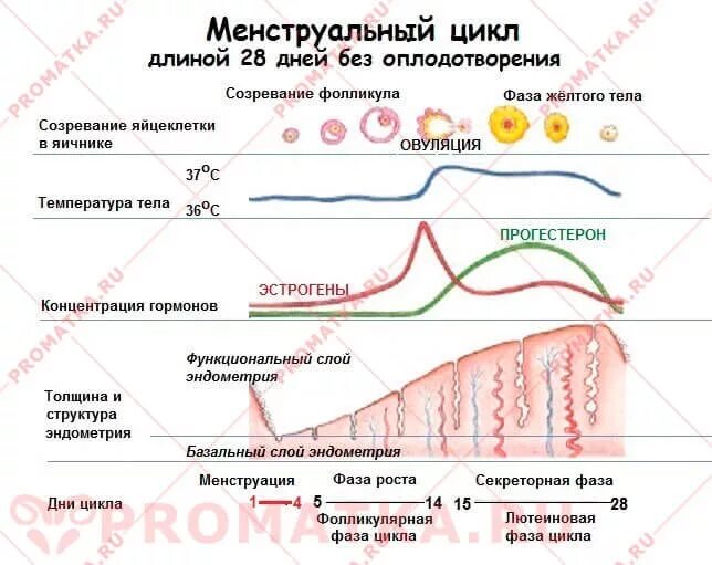 Эндометрий слой норма. Фазы менструационного цикла фазы. Эндометрия менструационного цикла. Цикл месячных фазы цикла. Лютеиновая фаза менструационного цикла.