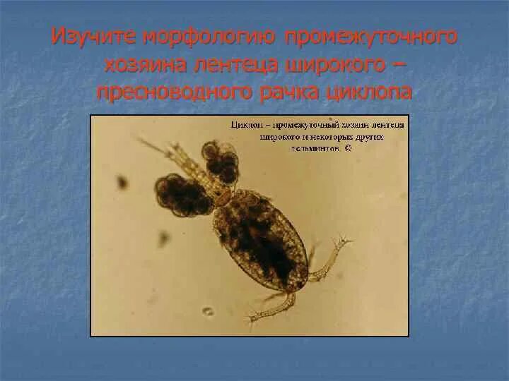 Циклоп промежуточный хозяин. Промежуточный хозяин рачок циклоп. Циклоп промежуточный хозяин. Циклоп промежуточный хозяин. Низшее ракообразное дафния.