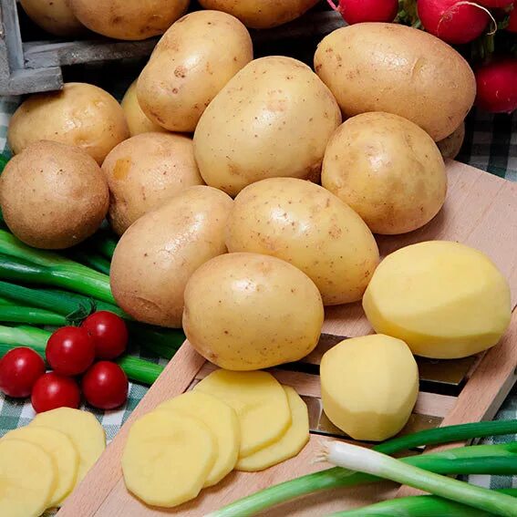 Галла сорт картофеля. Гала среднеранний сорт картофеля. картошка сорт гала. картофель гала 2. урожай картофеля гала.