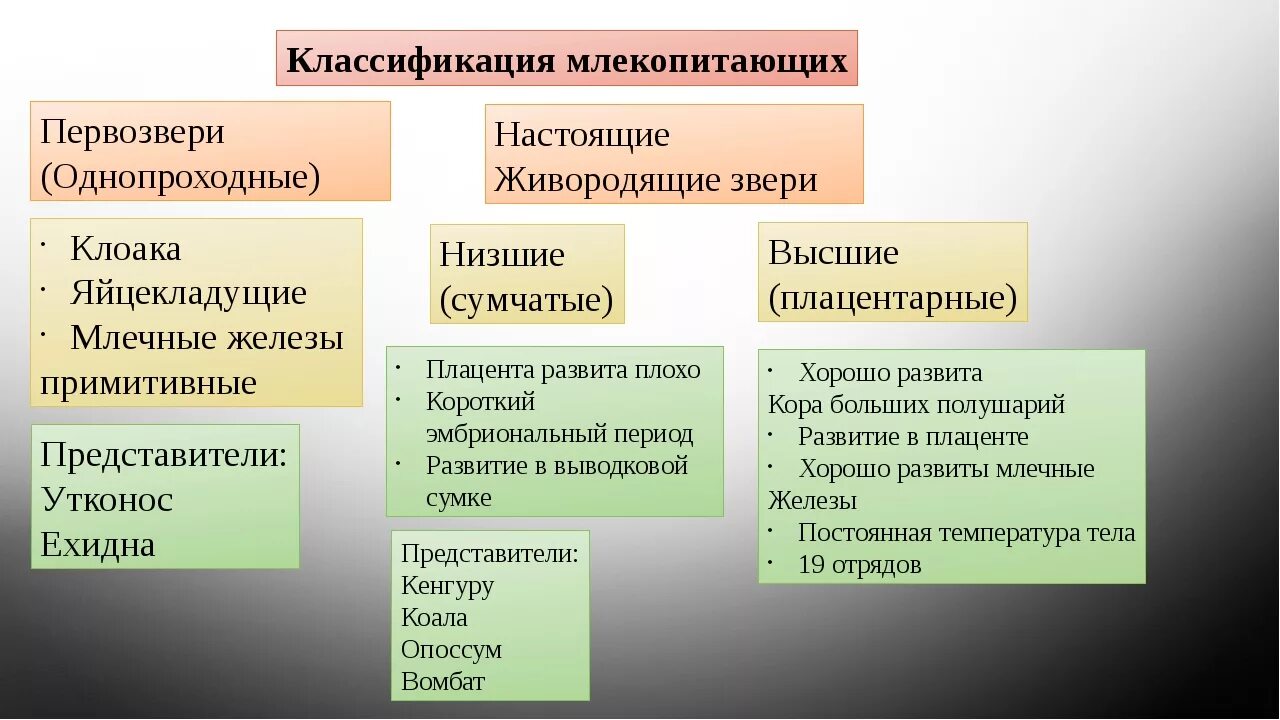 Систематической категорией объединяющей всех млекопитающих животных считается. Классификация млекопитающих животных. Классификация млекопитающих схема. Систематика млекопитающих 7 класс. Классификация отрядов млекопитающих.