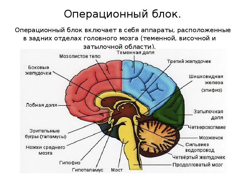 Отделы головного мозга и их функции. Структурный блок мозга структурно функциональная модель мозга. Функциональные отделы головного мозга. Структура головного мозга луриа. 3 Отдела головного мозга по Лурия.