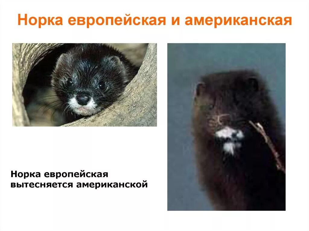 Небольшие ответвления с запасным выходом отнорки