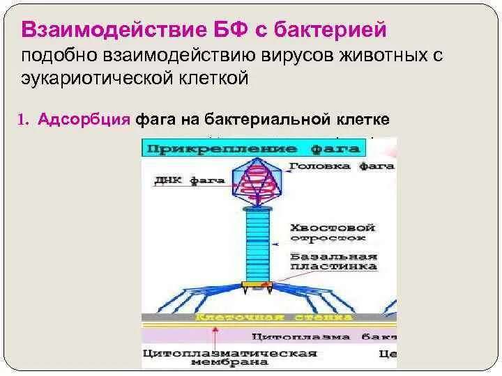 Взаимодействие фага и бактерии. Схема основных этапов взаимодействия фага с бактериальной клеткой. Взаимодействие бактериофага с клеткой. Взаимодействие бактериофага с бактериальной клеткой. Этапы взаимодействия с клеткой
