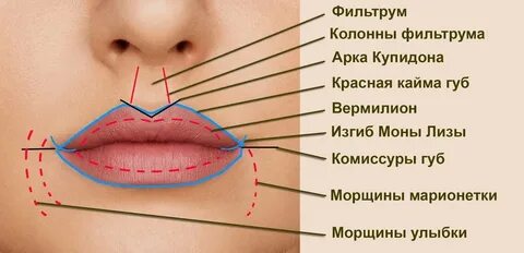 Верхняя губа строение