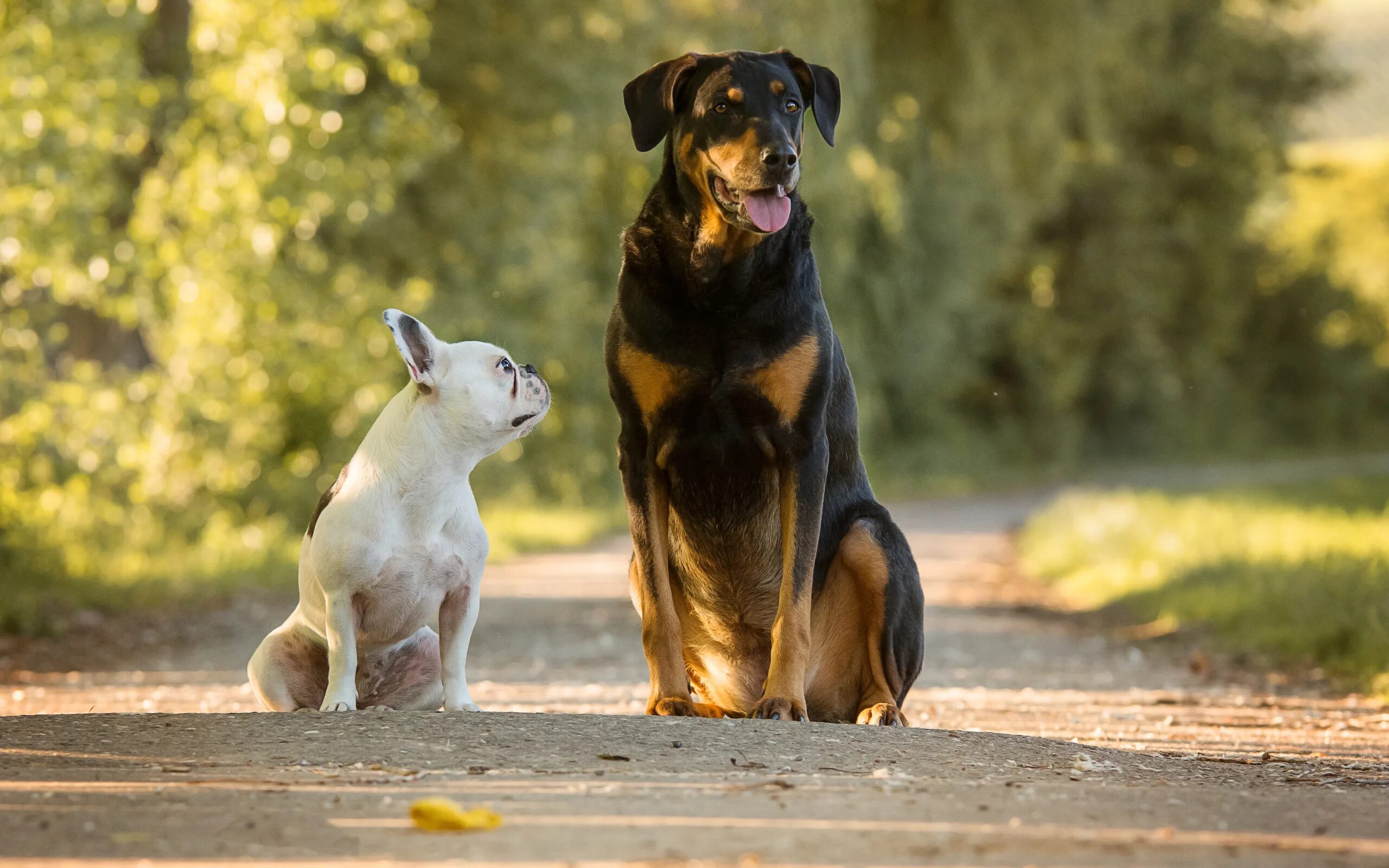 Download wallpapers Australian Shepherd Dog, couple, cute animals, dogs, Aussies