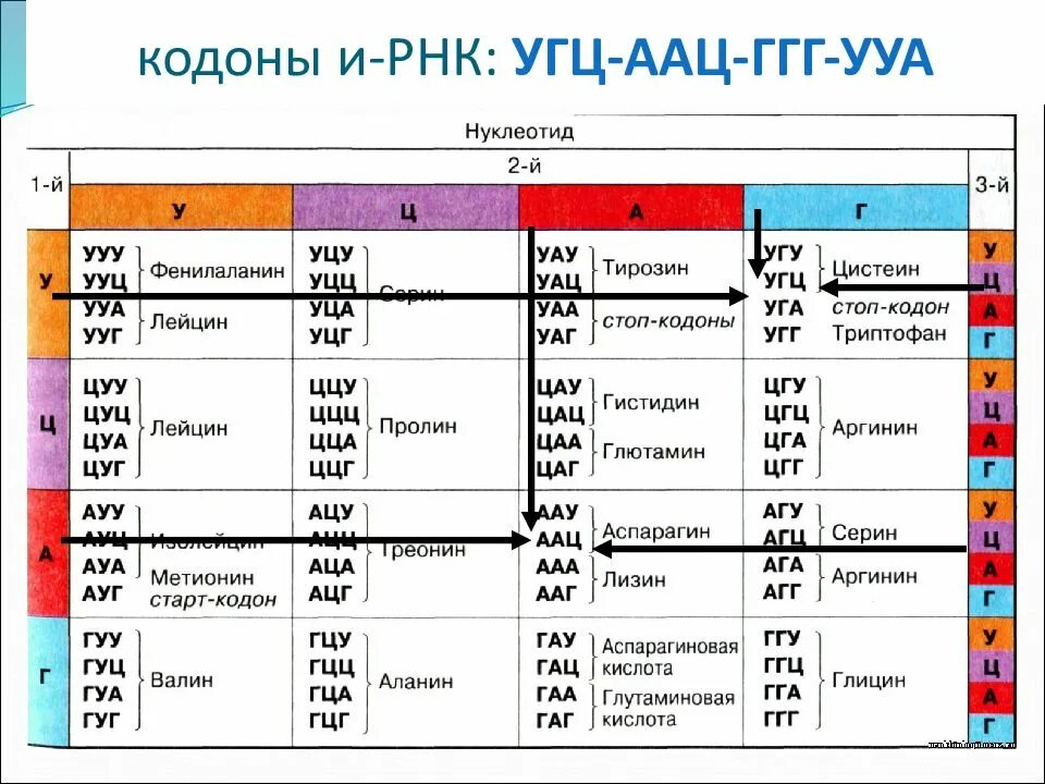 Белковый код. Таблица кодонов ДНК. Таблица РНК аминокислот. Таблица генетического кода ТРНК. Таблица кодонов аминокислот РНК.