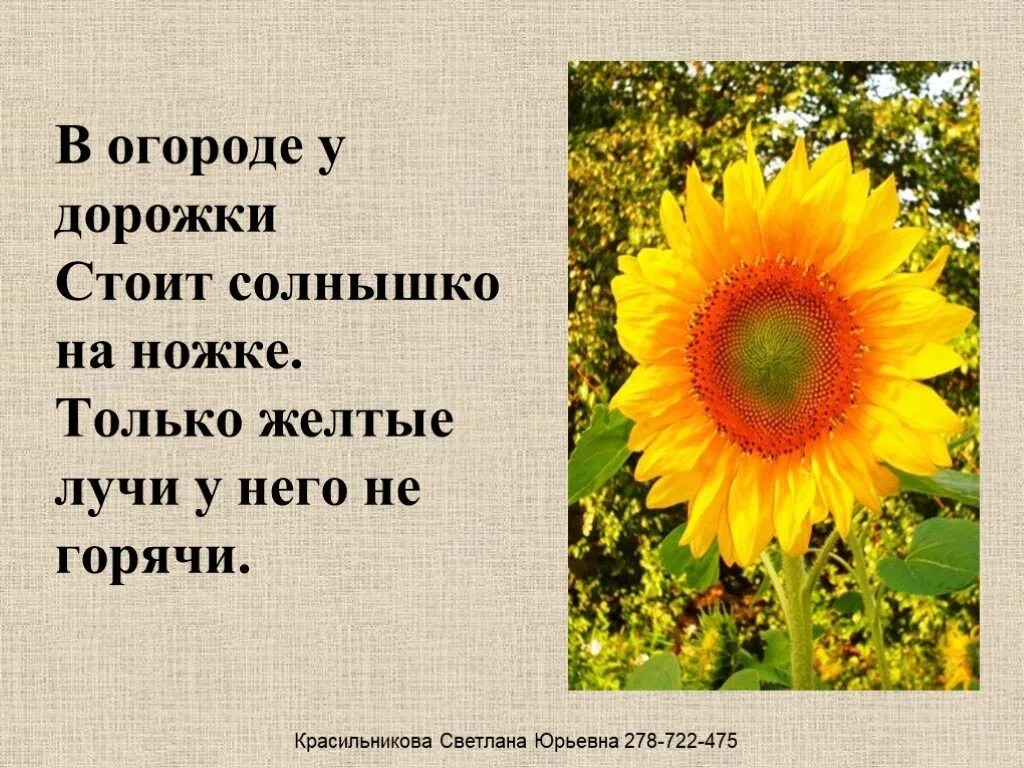 Подсолнух загадка. Загадка про подсолнух. стихотворение про подсолнух. стишок про подсолнух для детей. стих про подсолнечник.
