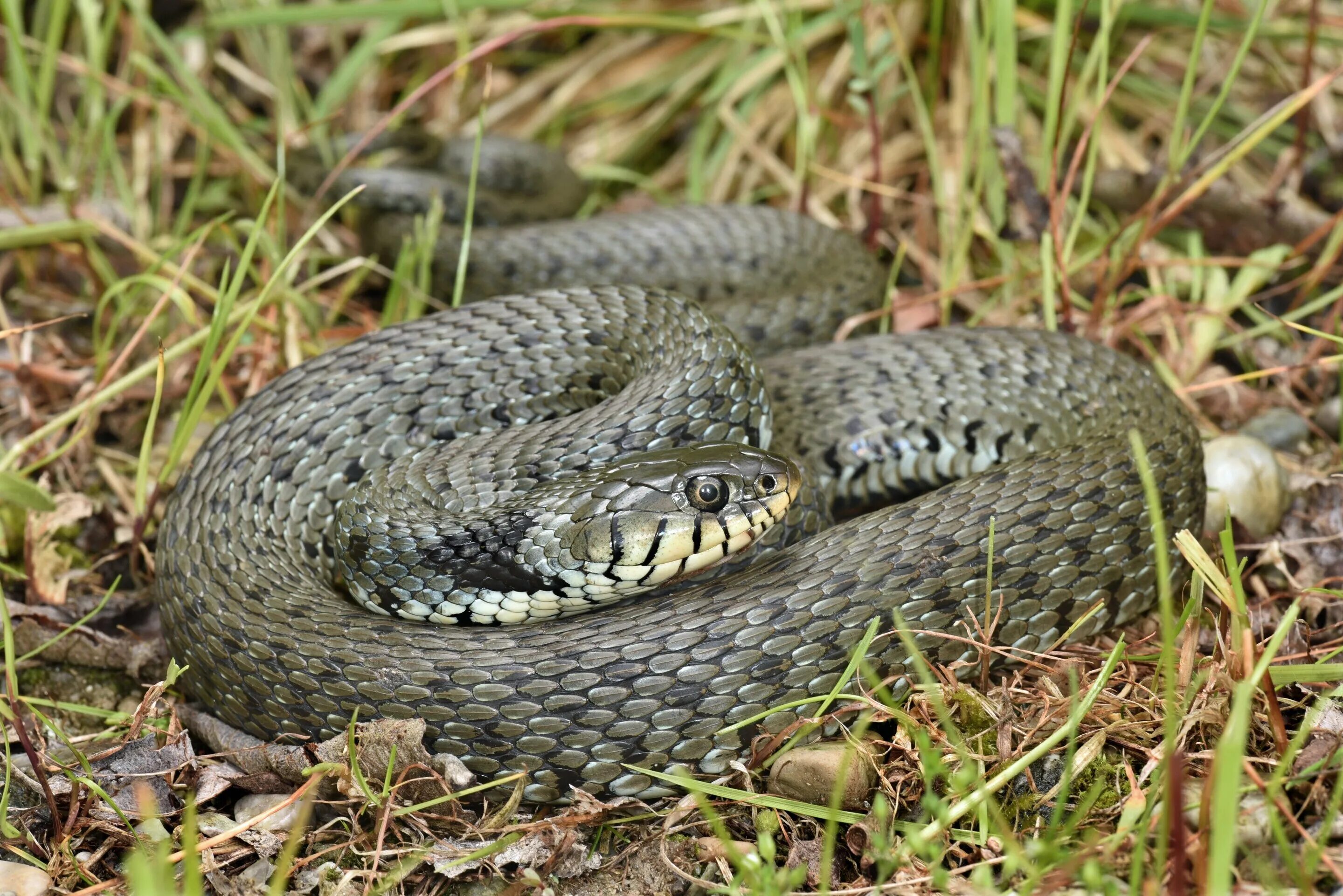 Змеи в степи. Уж колхидский Natrix megalocephala. Natrix helvetica. Уж обыкновенный самка. Змеи степи.