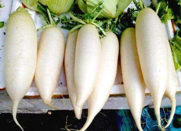 Daikon seeds, Daikon Japan, about 125 sweet radish, organic seeds, SW1002 eBay