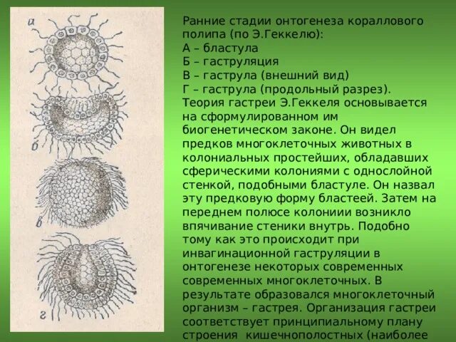 Появление многоклеточности привело. Теория гастреи Геккеля. Гипотеза гастреи Геккеля. Теория фагоцителлы Мечникова, теория гастреи Геккеля. Гипотеза гастреи Эрнста Геккеля.