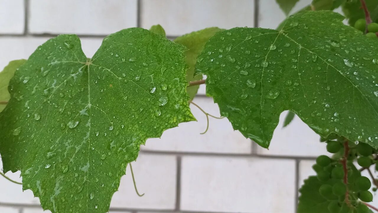 Цветок который предсказывает дождь. Сахарный дождь.