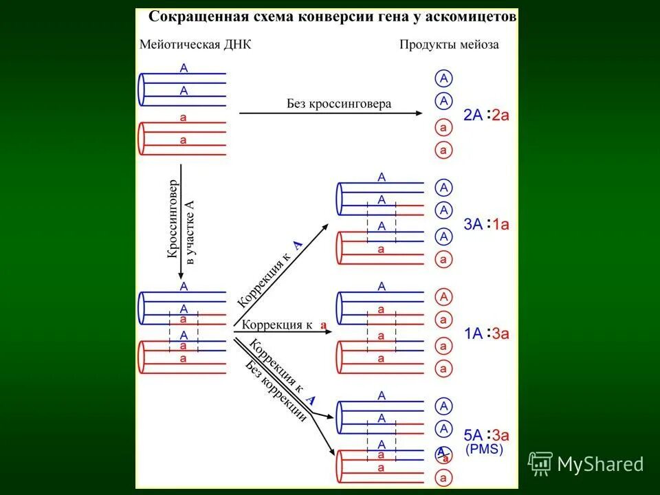 Каким номером на схеме обозначено мейотическое. Генная конверсия схема. Рекомбинация генетического материала. Механизм генной конверсии. Конверсия Гена.