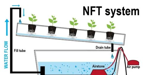 Nft отзывы