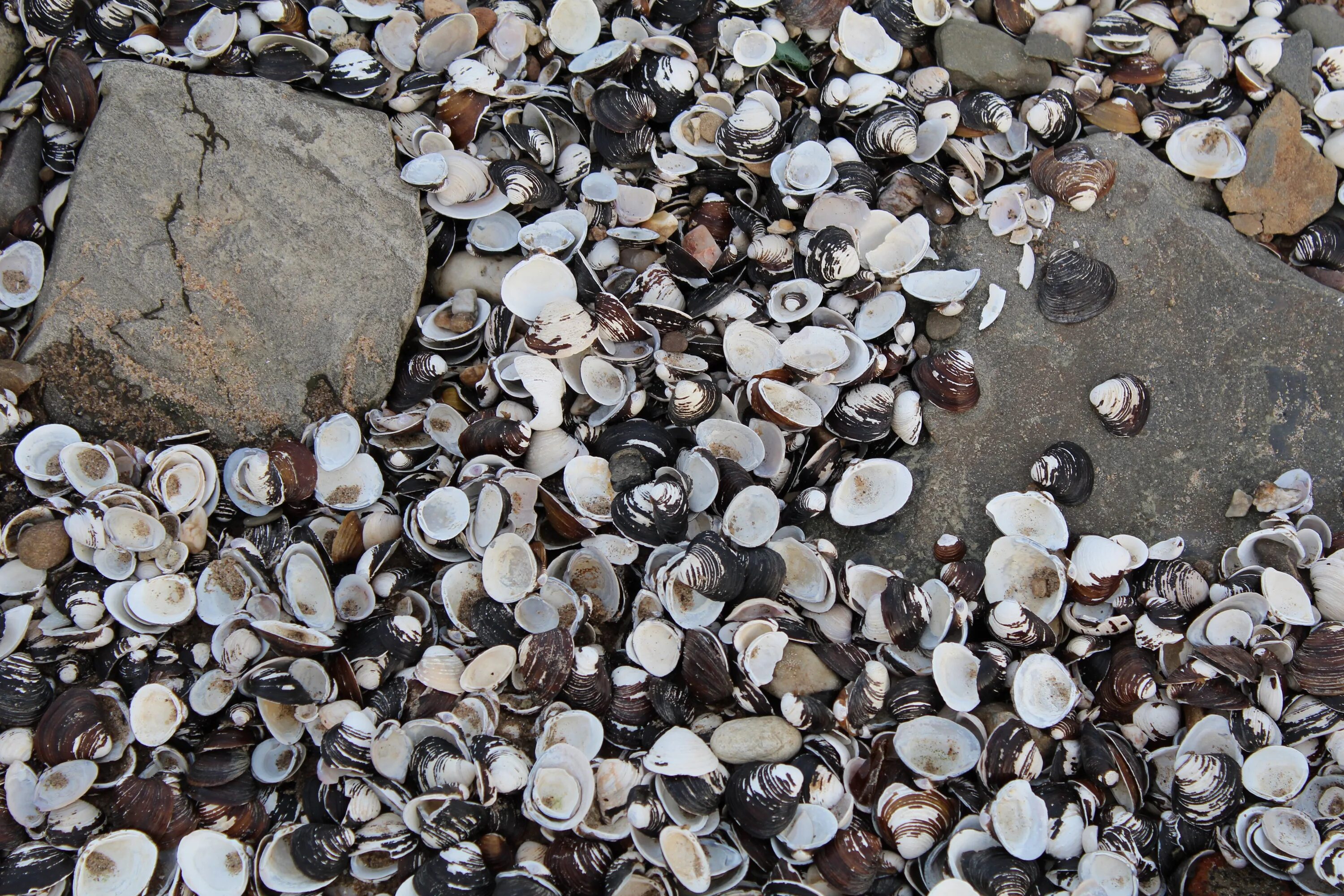 Моллюски в почве. Камни и ракушки. Моллюски на камнях. Камень с отпечатком ракушки. Ракушки в щебне.