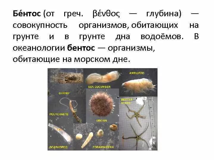 Бентос батискаф. Бентос актинии. Что такое бентос в биологии 5 класс. Представители бентоса. Бентос глубина.