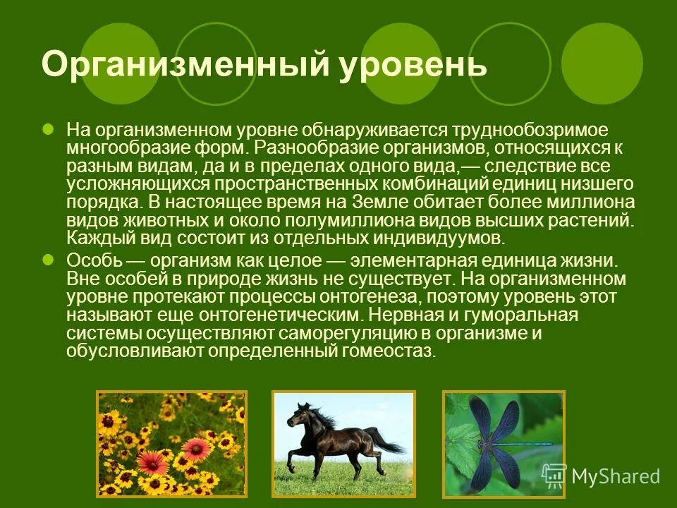 организменный уровень характеристика. организменный уровень организации живого. организменный (онтогенетический) уровень организации жизни. организменный уровень характеристика. организменный уровень жизни.