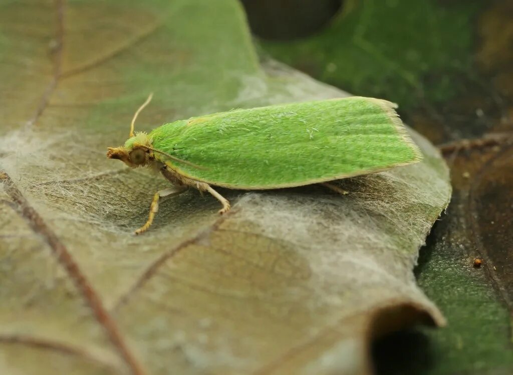 Насекомые вредители. Дубовая зеленая листовертка. Дубовая зеленая листовертка (Tortrix viridana). Бабочка дубовая листовертка. Бабочка зеленая дубовая листовертка.