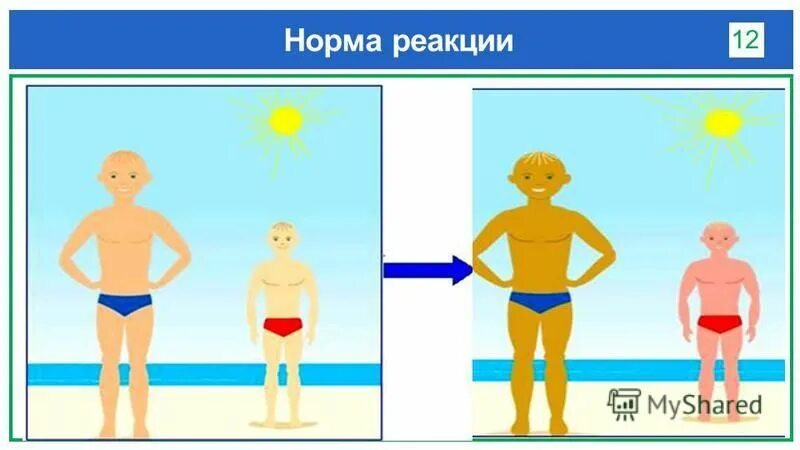 закономерности модификационной изменчивости норма реакции. широкая норма реакции. норма реакции это пределы изменчивости. широта нормы реакции определяется. норма реакции это в биологии.