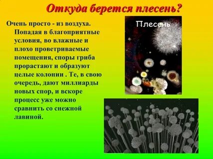 Плесневые грибы доклад