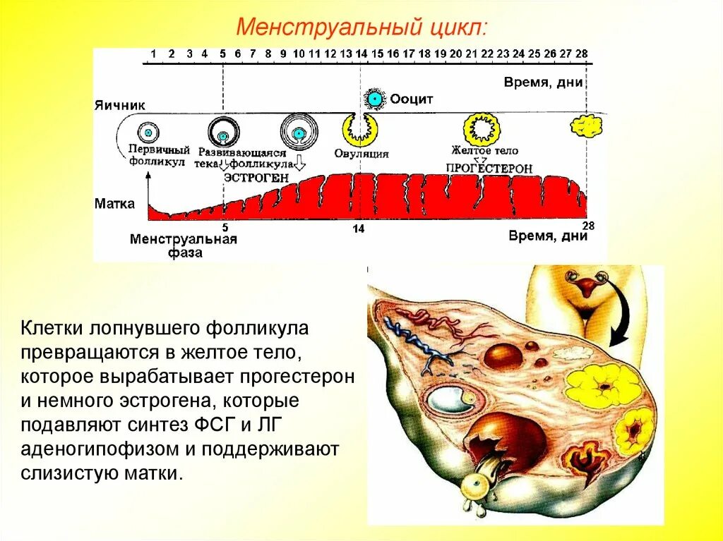 Созревание фолликула в яичнике происходит. Менструальный цикл. Менструальный цикл желтое тело. Менструальный цикл фолликулы. Цикл развития желтого тела.