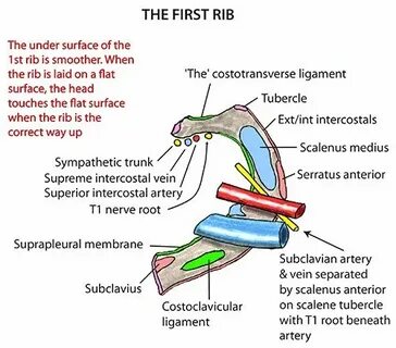 Rib 1