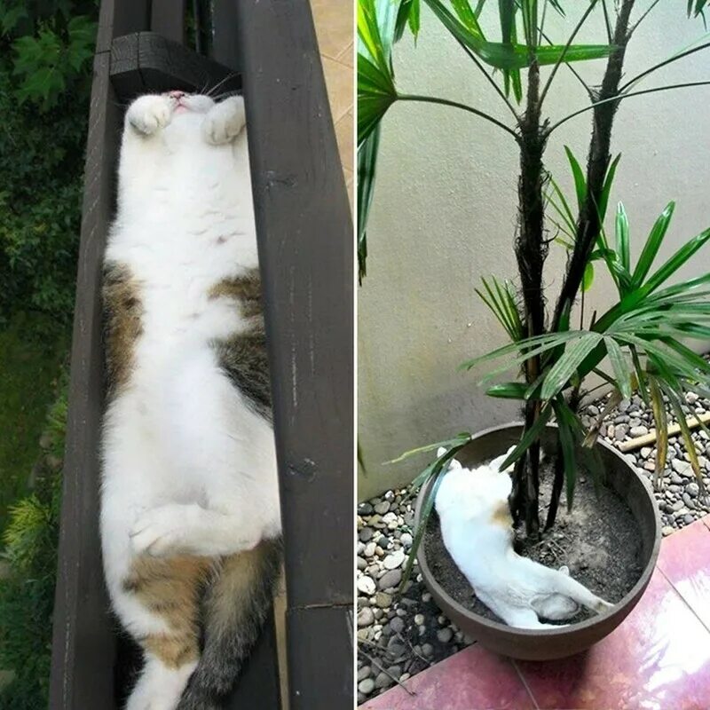 Как отучить кота есть