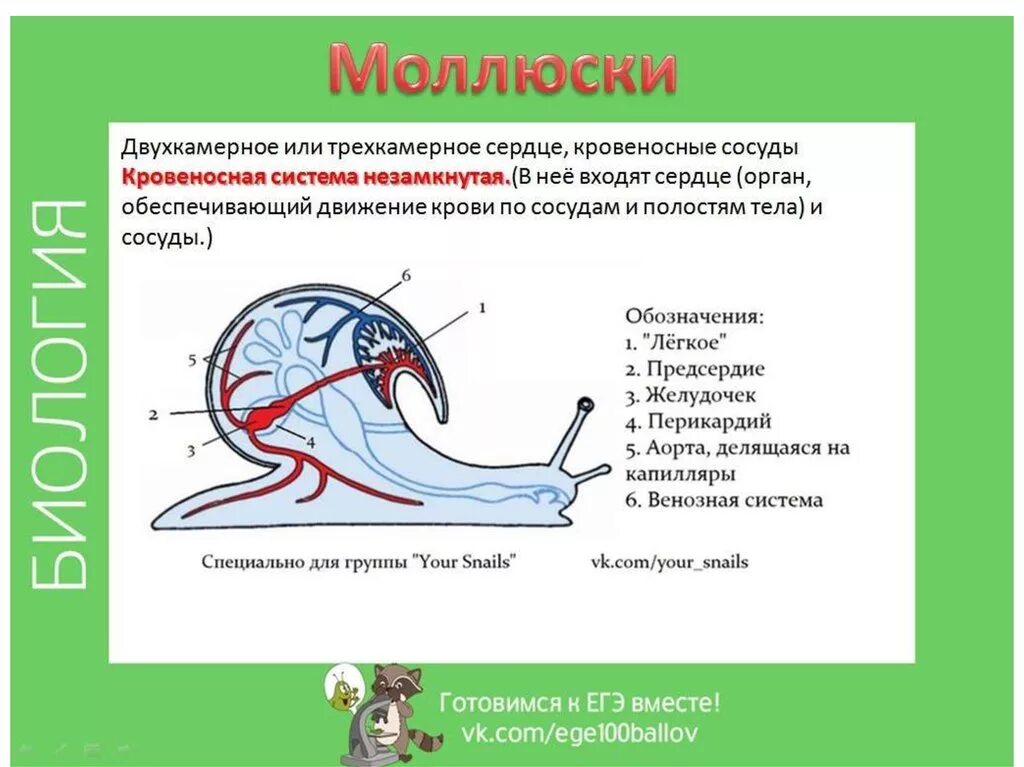 Кровеносная система беспозвоночных. Кровеносная система беспозвоночных животных. Строение кровеносной системы животных таблица. Эволюция кровеносной системы. Млекопитающие кровообращение и дыхание