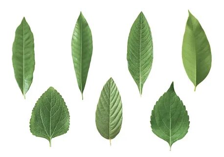 This leaves