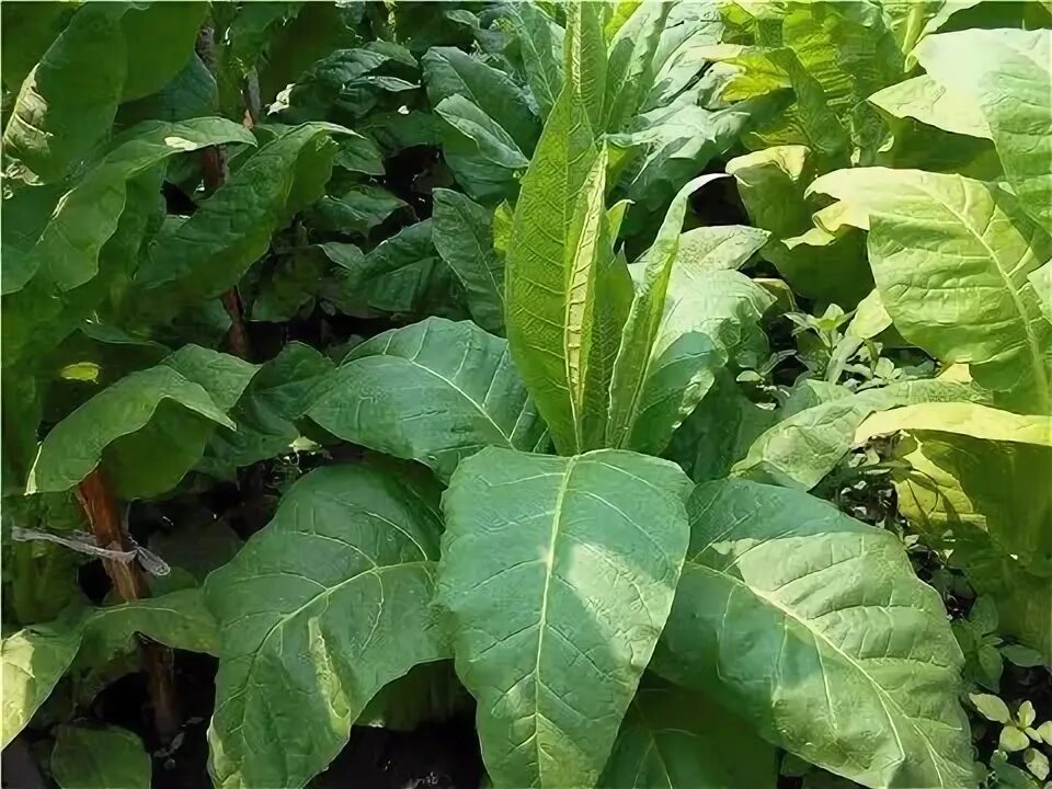 Как вырастить махорку. Как вырастить махорку