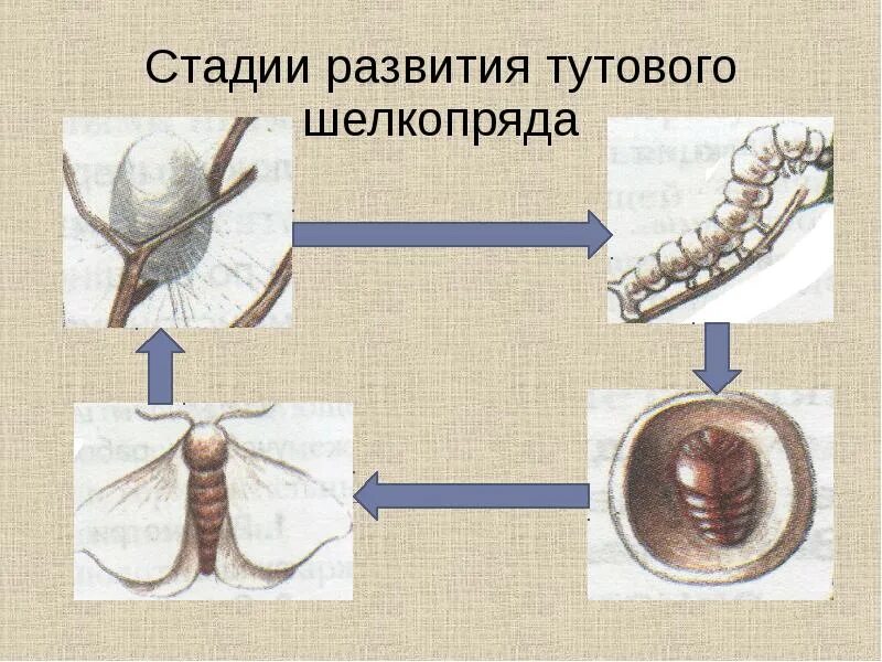 Какое развитие у шелкопряда. 4 Стадии развития тутового шелкопряда. Жизненный цикл шелкопряда. Стадии развития тутового шелкопряда 4 стадии. Этапы развития тутового шелкопряда.