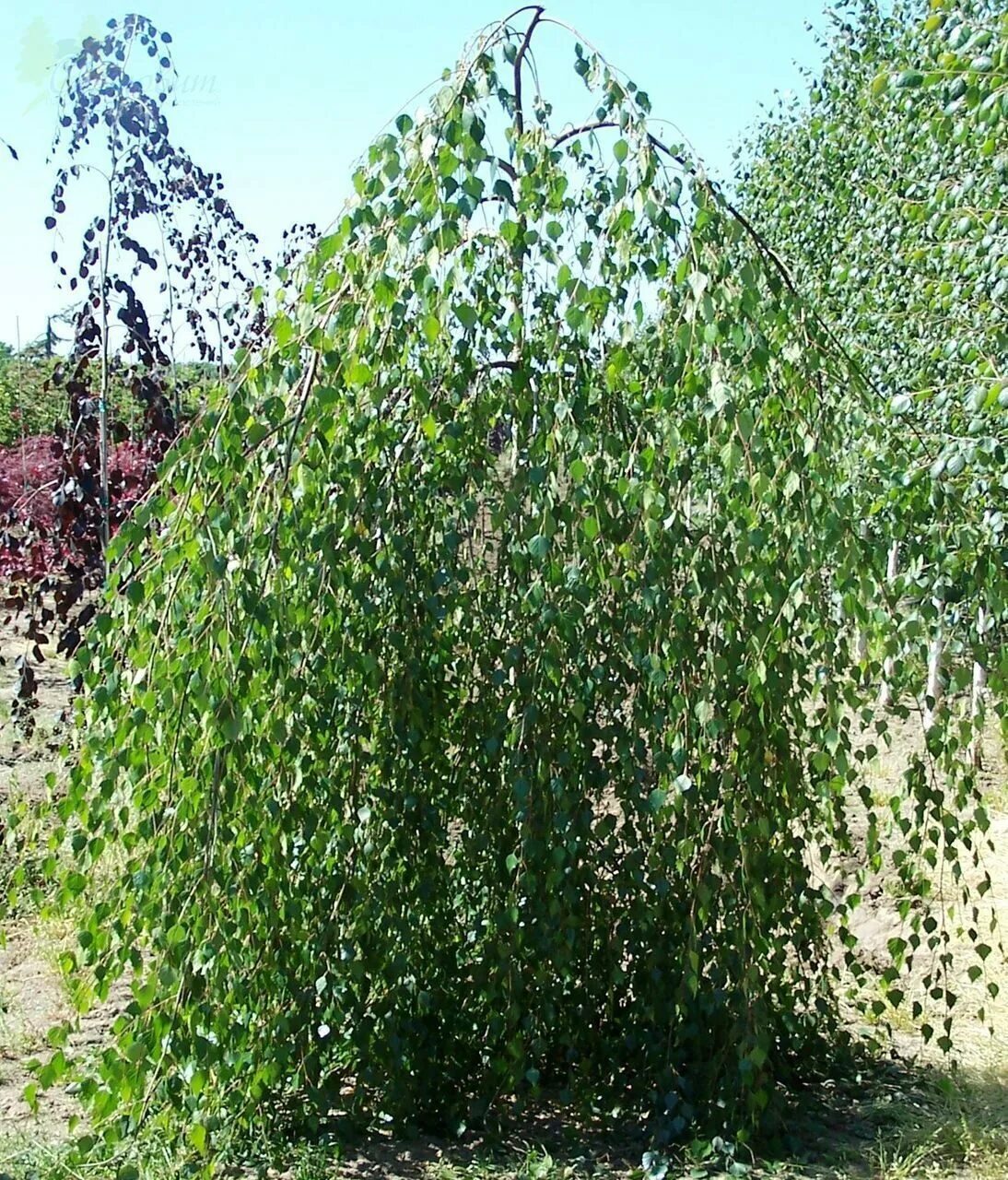 Береза повислая Юнги Betula pendula Youngii. Береза Пендула Юнги. Береза повислая Betula pendula “Youngii”. Береза плакучая Youngii.