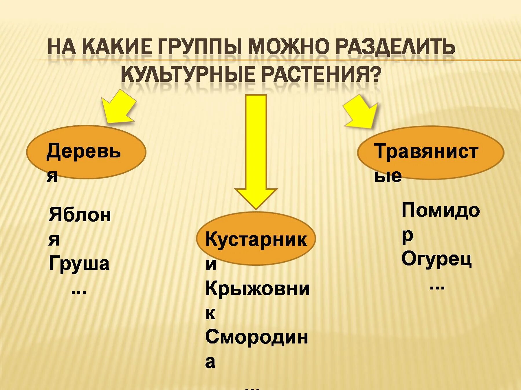 На какие группы можно поделить