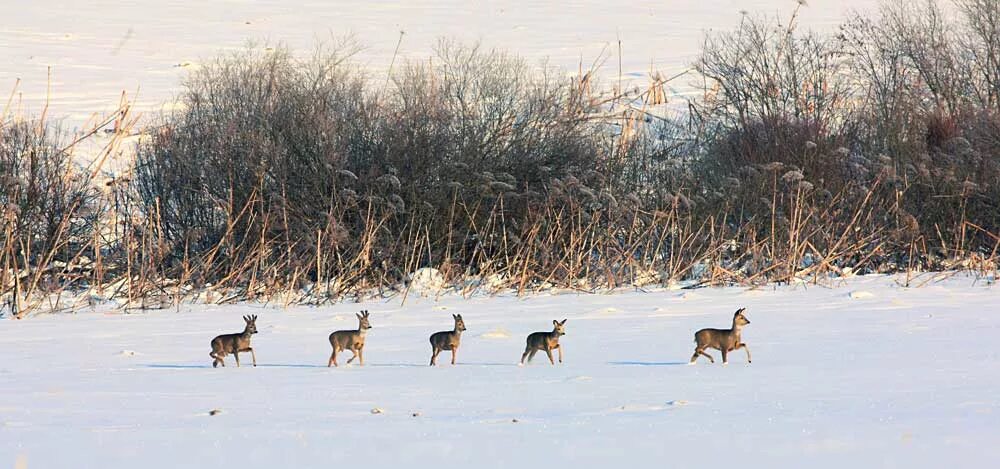 охота на сибирскую косулю новосибирской области. косуля с подхода зимой. косуля зимой. косуля с подхода зимой. косуля республика алтай.