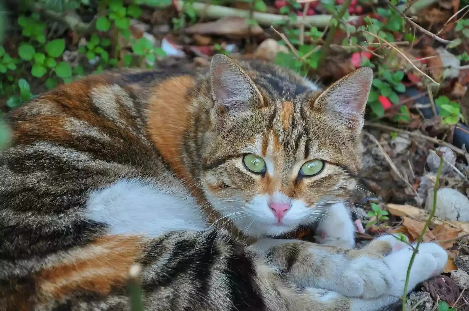 Европейская короткошерстная кошка трехцветная. Трёхшёрстная кошка табби. Беспородные кошки трёхцветные. Европейская короткошерстная табби рыжий. Серо рыжий окрас кошки