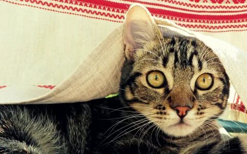 Кот на рабочий стол компьютера