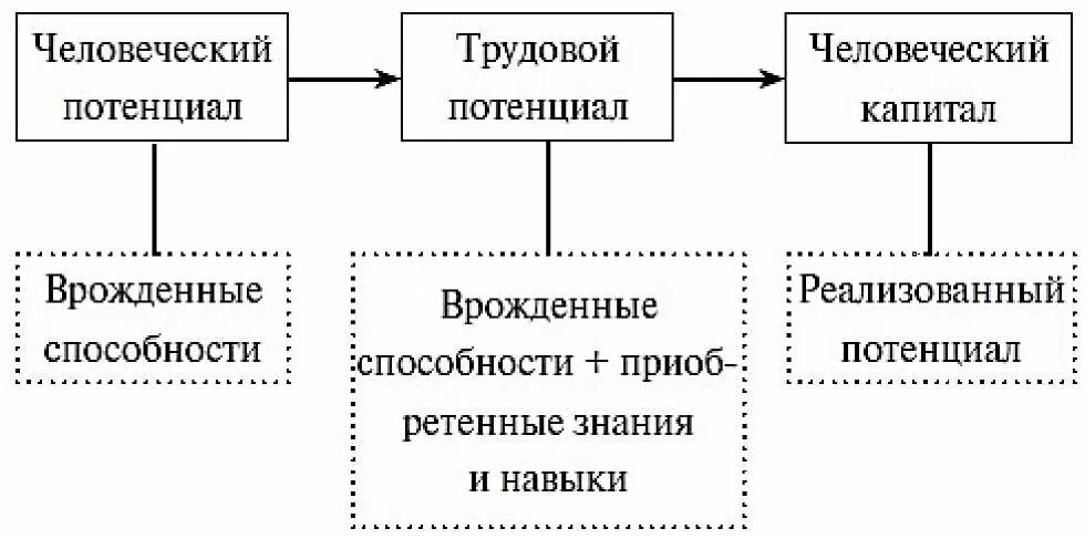 Взаимосвязь человеческого потенциала и человеческого капитала. Отличия трудового потенциала и человеческого капитала. Структура человеческого капитала. Кадровый потенциал. Потенциал организации работника