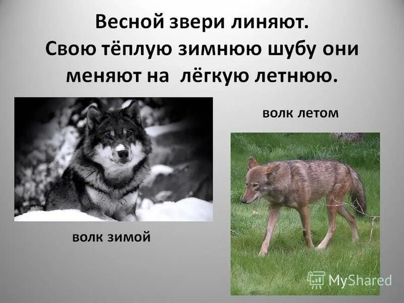 Какое время года у зверей бывает линька. Волк зимой и летом. какие звери линяют. линька волка. какие животные линяют весной.