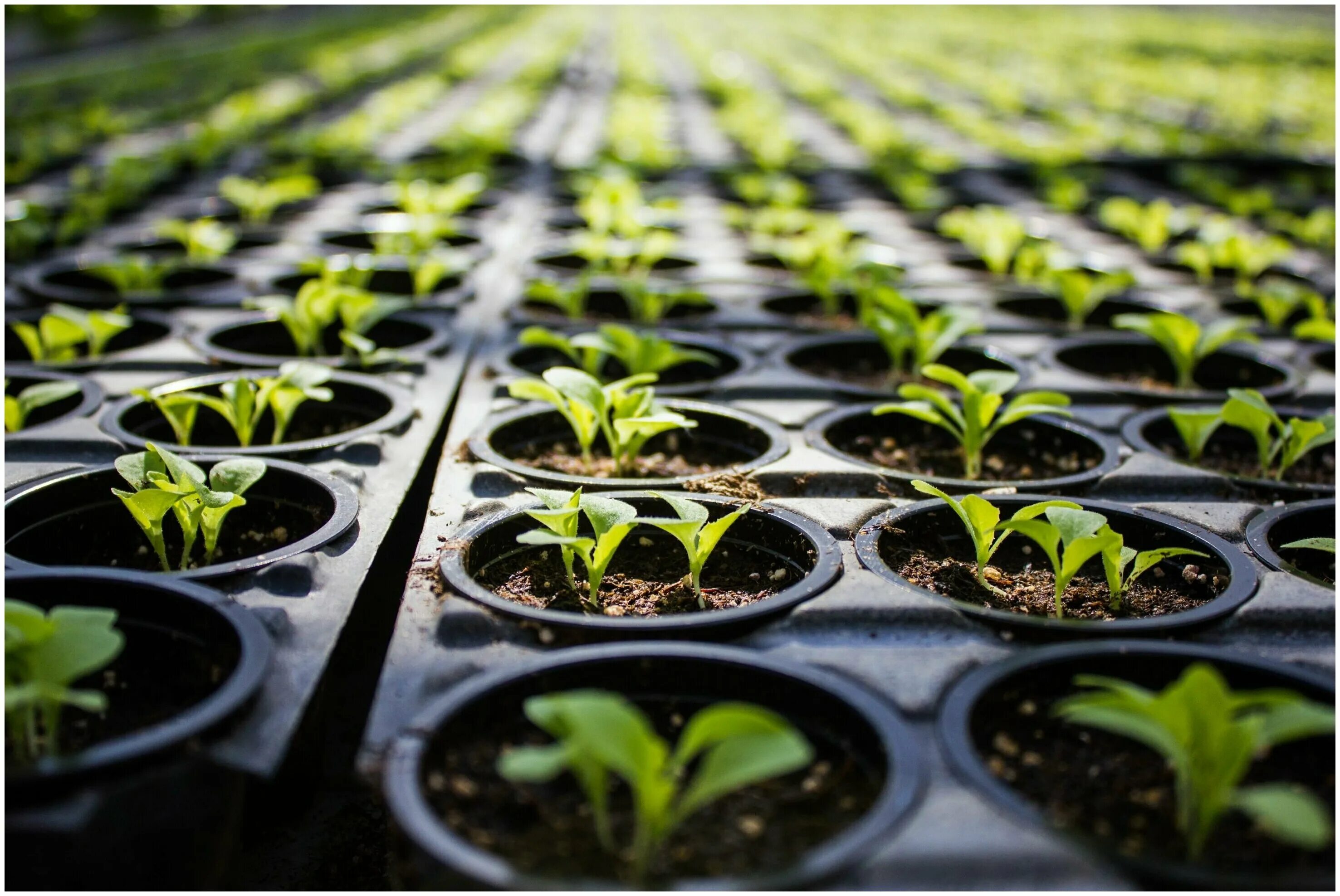 посев семян на рассаду. рассада. что посеять в марте. пикировка гацании. во что посеять рассаду.